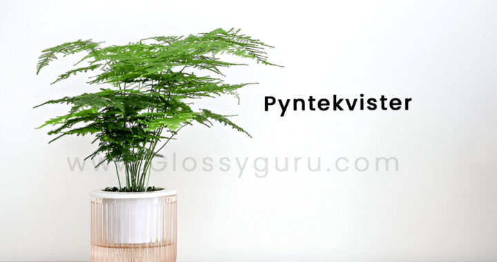 Pyntekvister: A Complete Guide to Nature-Inspired Decorative Accents